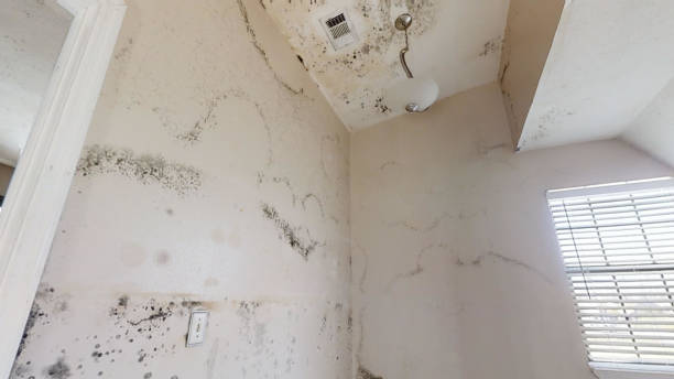 Best Mold Prevention Services  in Wood River, NE
