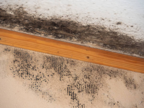 Best Asbestos and Lead Testing During Mold Inspection  in Wood River, NE