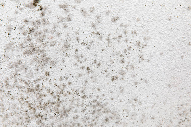 Mold Remediation for Rental Properties in Wood River, NE