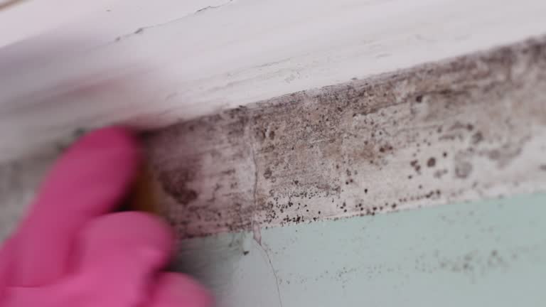 Trusted Wood River, NE Mold Removal Experts